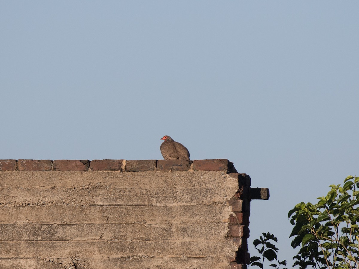 Swainson's Spurfowl - ML155116211