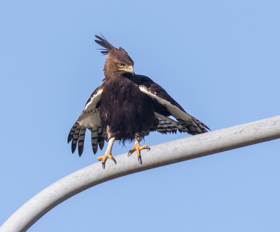 Long-crested Eagle - ML155116321