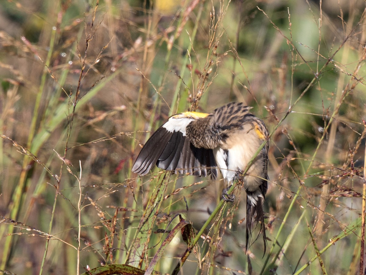 White-winged Widowbird - ML155116401