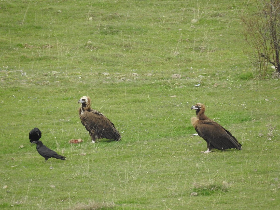 Cinereous Vulture - ML155116571