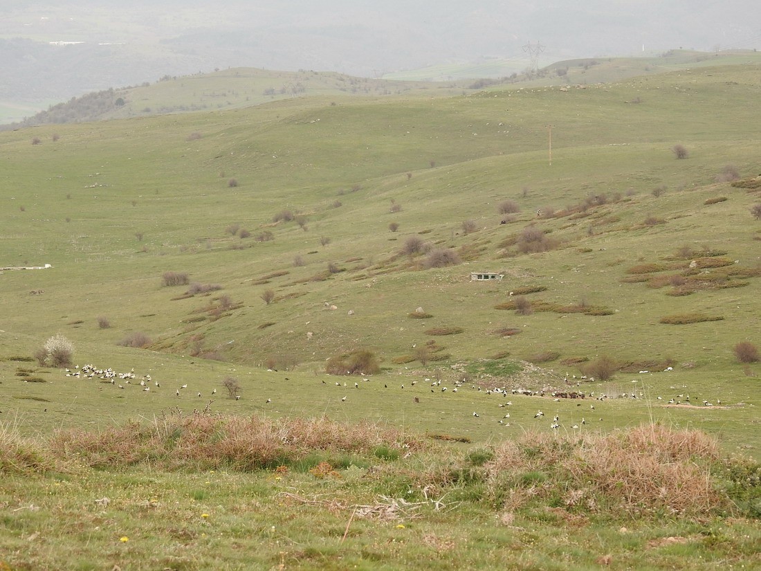 Cigüeña Blanca - ML155116671