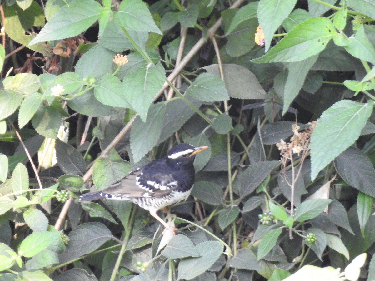 Pied Thrush - ML155117301