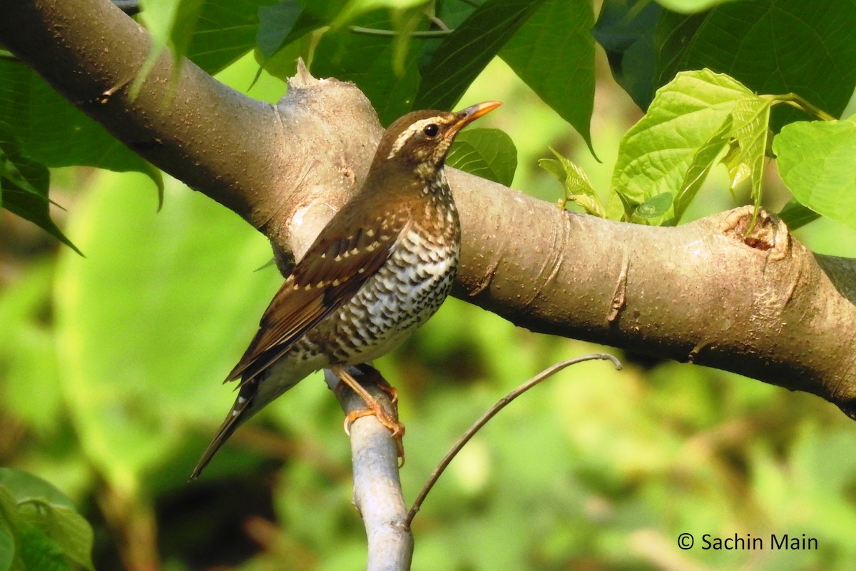 Pied Thrush - ML155117311