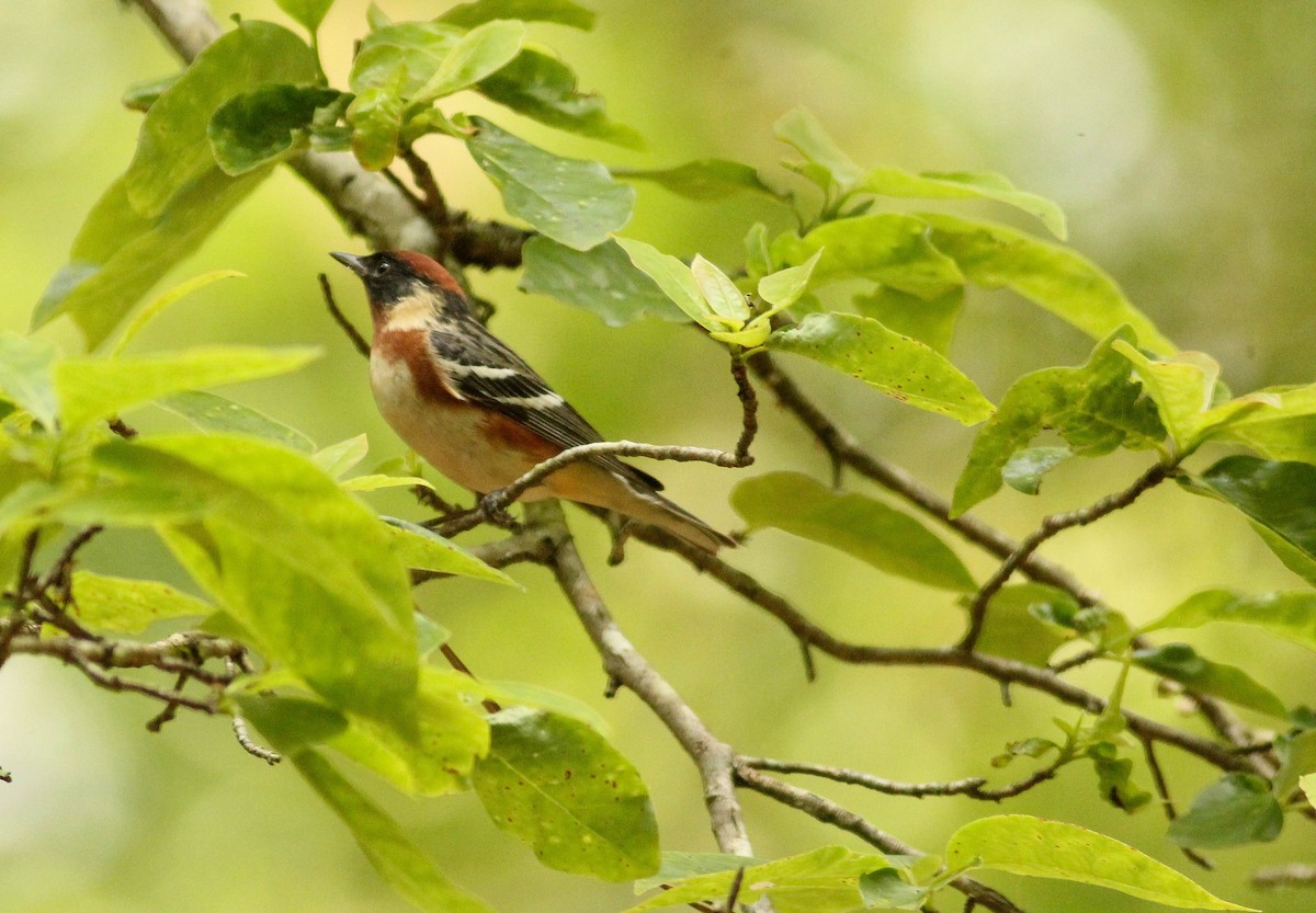 Bay-breasted Warbler - ML155120881