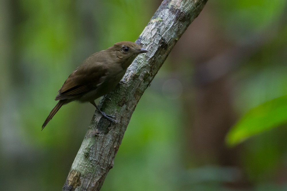 Brown-winged Schiffornis - Joao Quental JQuental