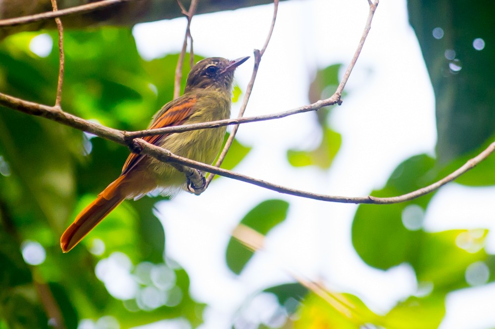 Rufous-tailed Flatbill - Joao Quental JQuental