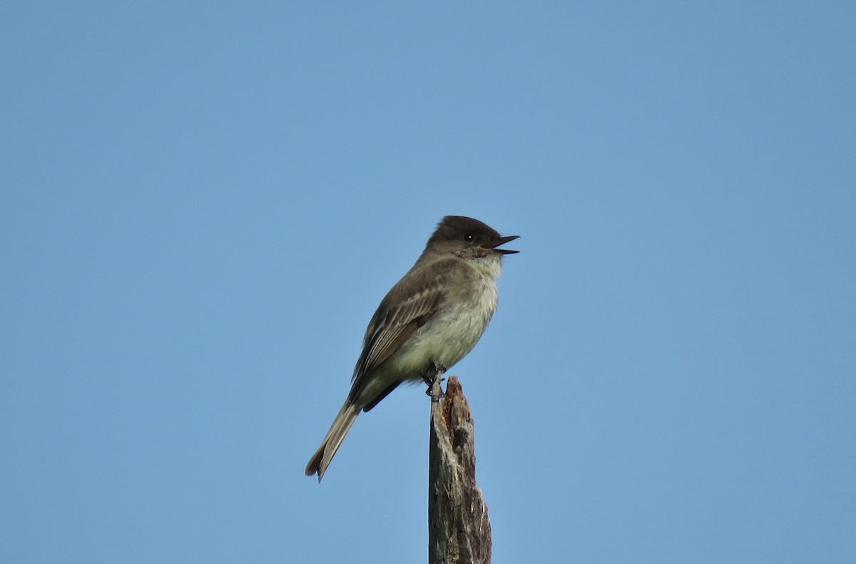Eastern Phoebe - ML155121621