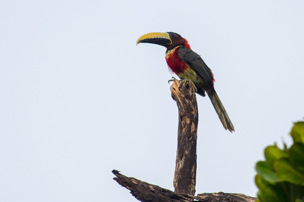 Red-necked Aracari - Joao Quental JQuental