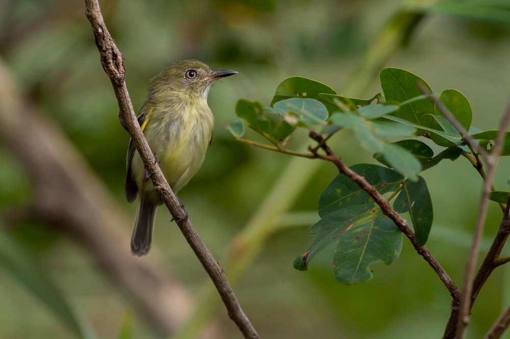 Zimmer's Tody-Tyrant - Joao Quental JQuental