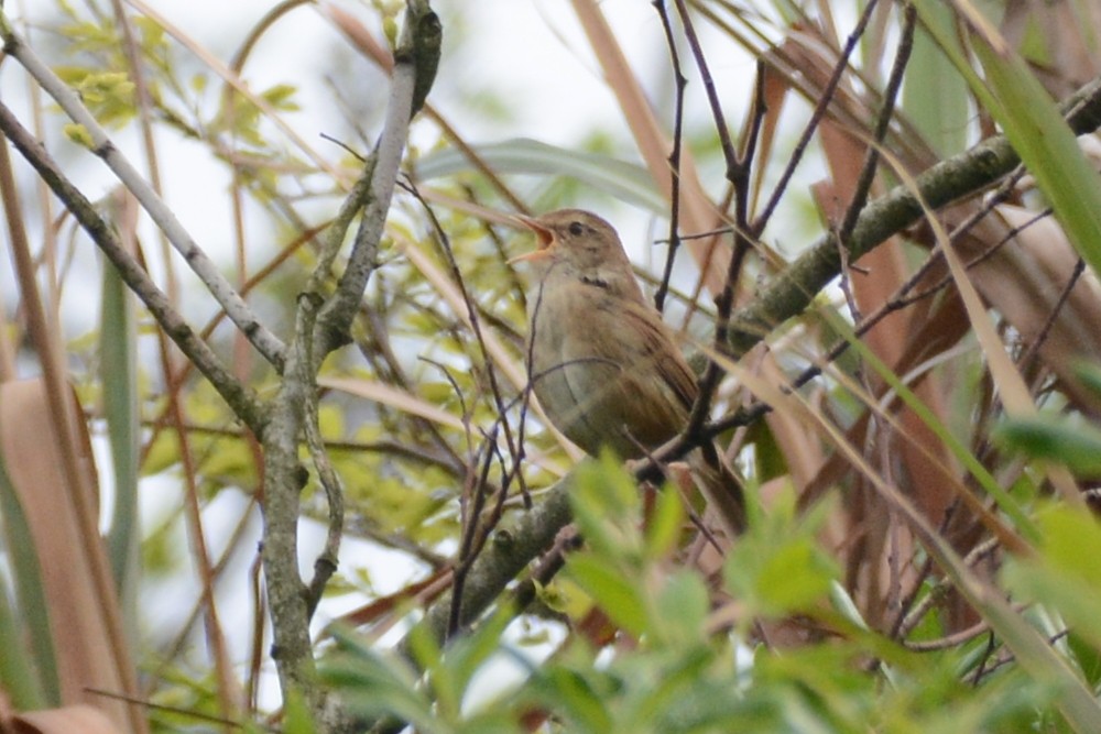 Brownish-flanked Bush Warbler - ML155122571