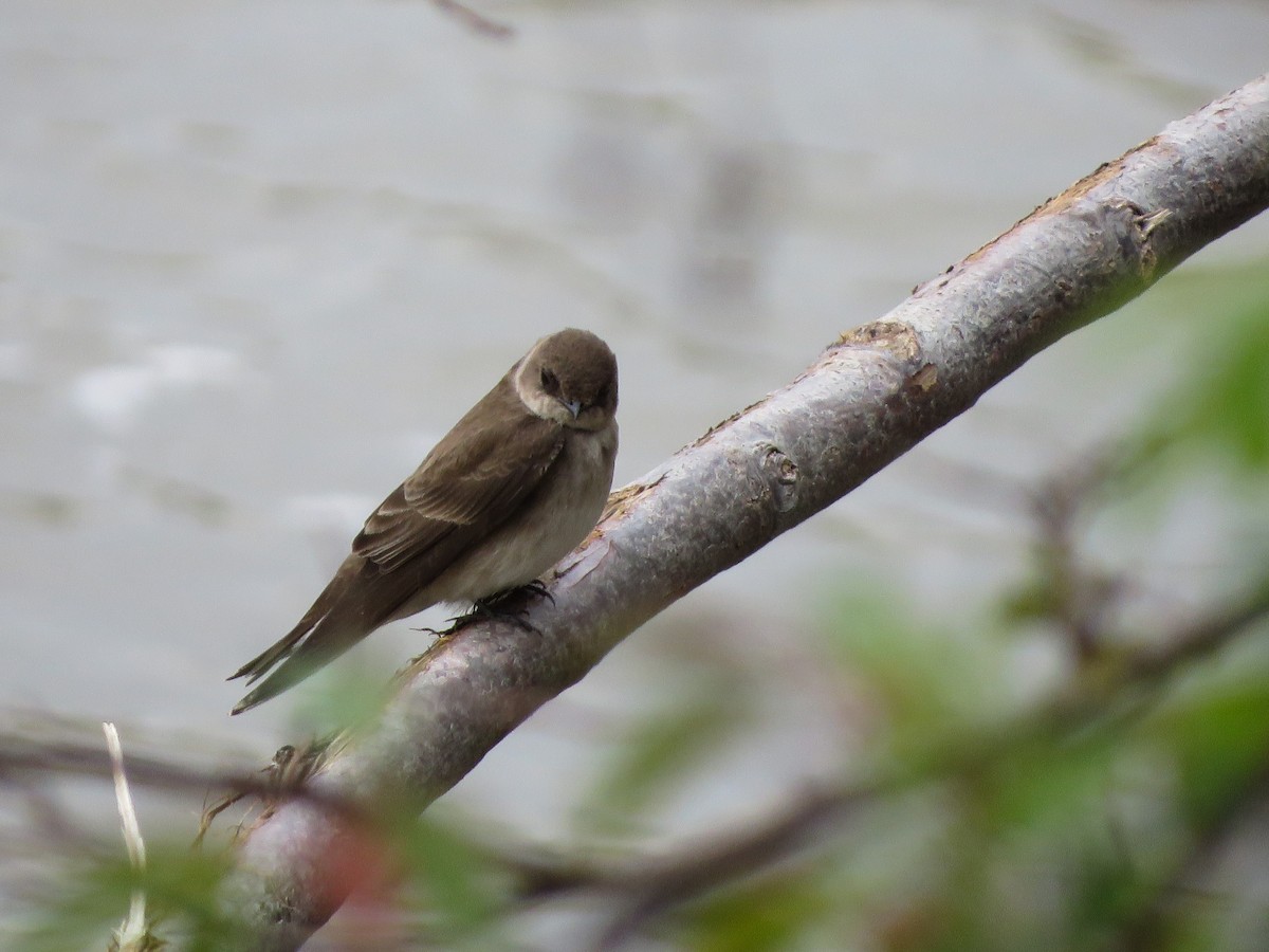 Northern Rough-winged Swallow - ML155122741