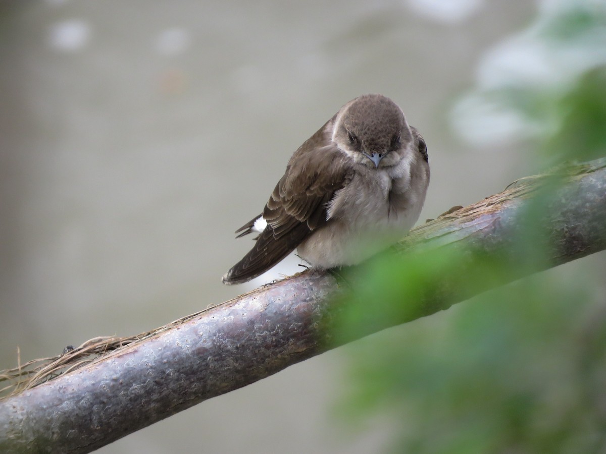 Northern Rough-winged Swallow - ML155122751