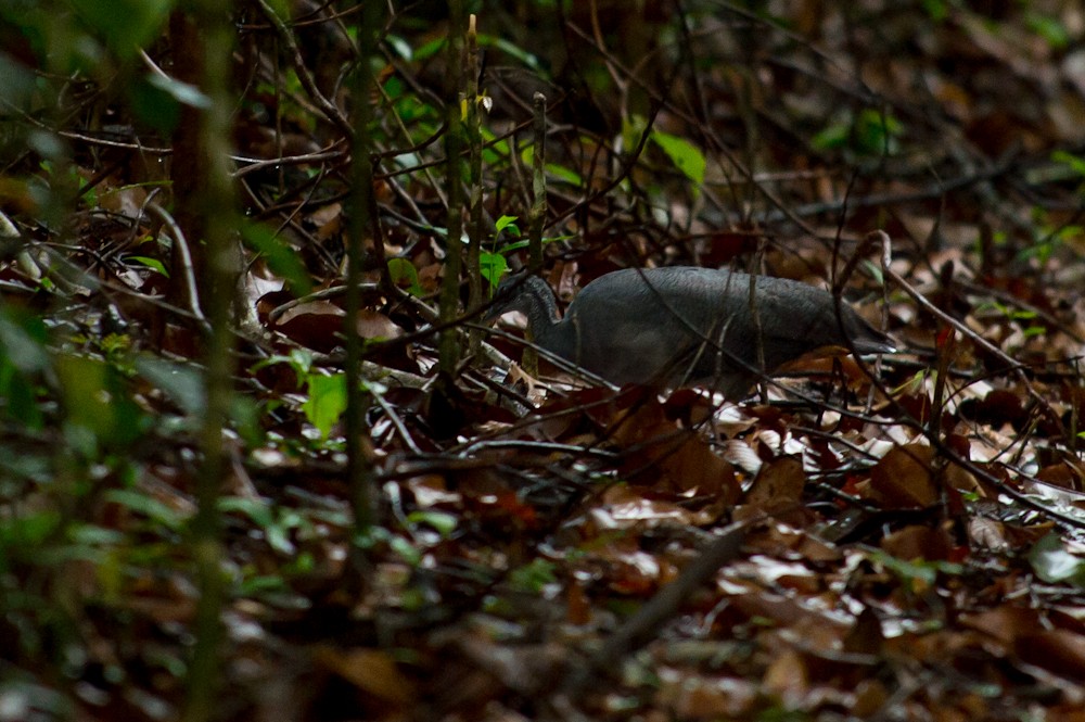 Gray Tinamou - ML155122781