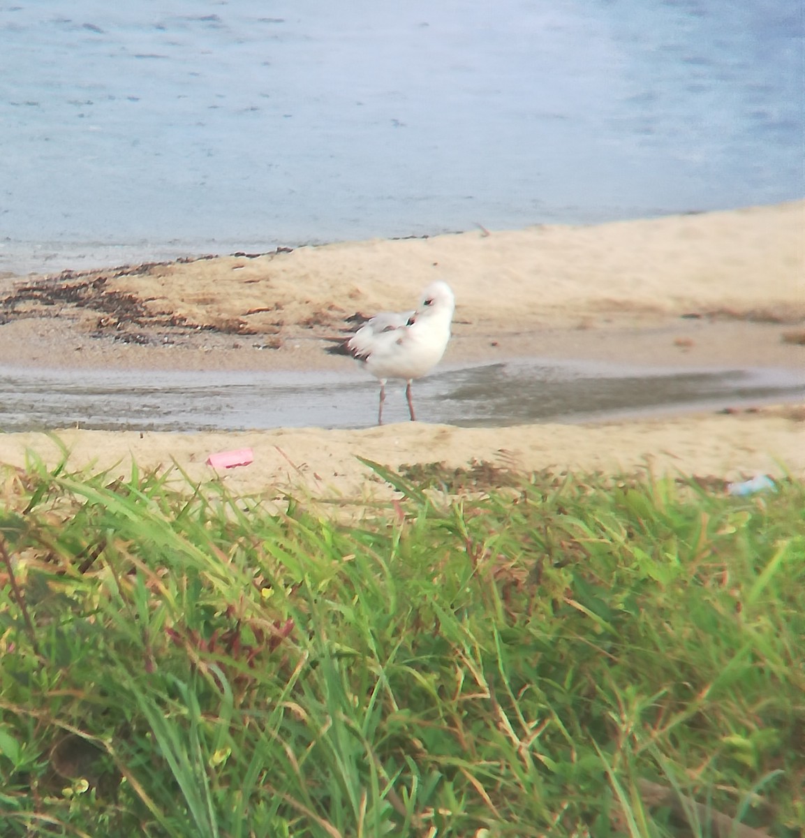 Ring-billed Gull - ML155123321