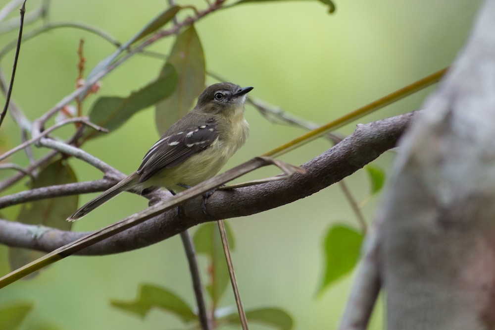 Amazonian Tyrannulet - Joao Quental JQuental