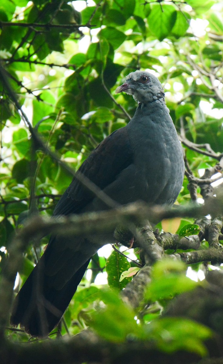 Nilgiri Wood-Pigeon - ML155123581