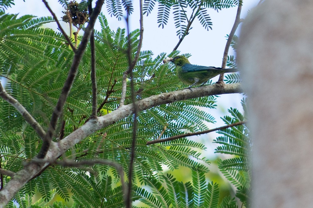 Dotted Tanager - Joao Quental JQuental