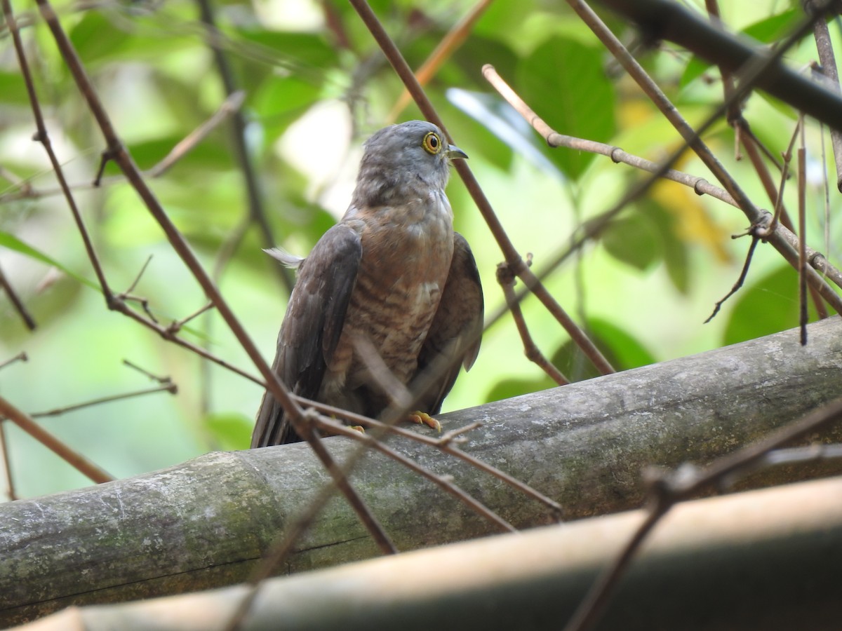 Common Hawk-Cuckoo - Debdeep Pramanik