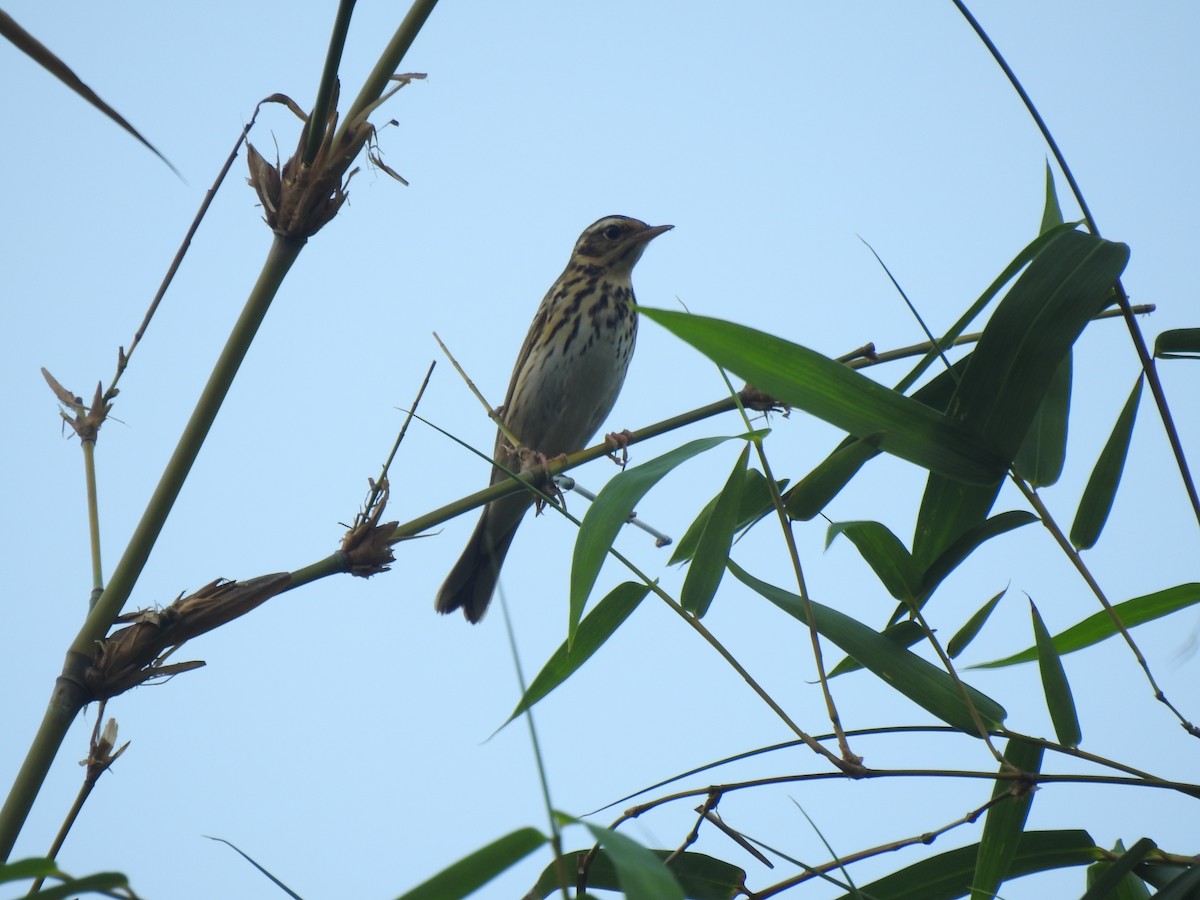 Olive-backed Pipit - ML155125991