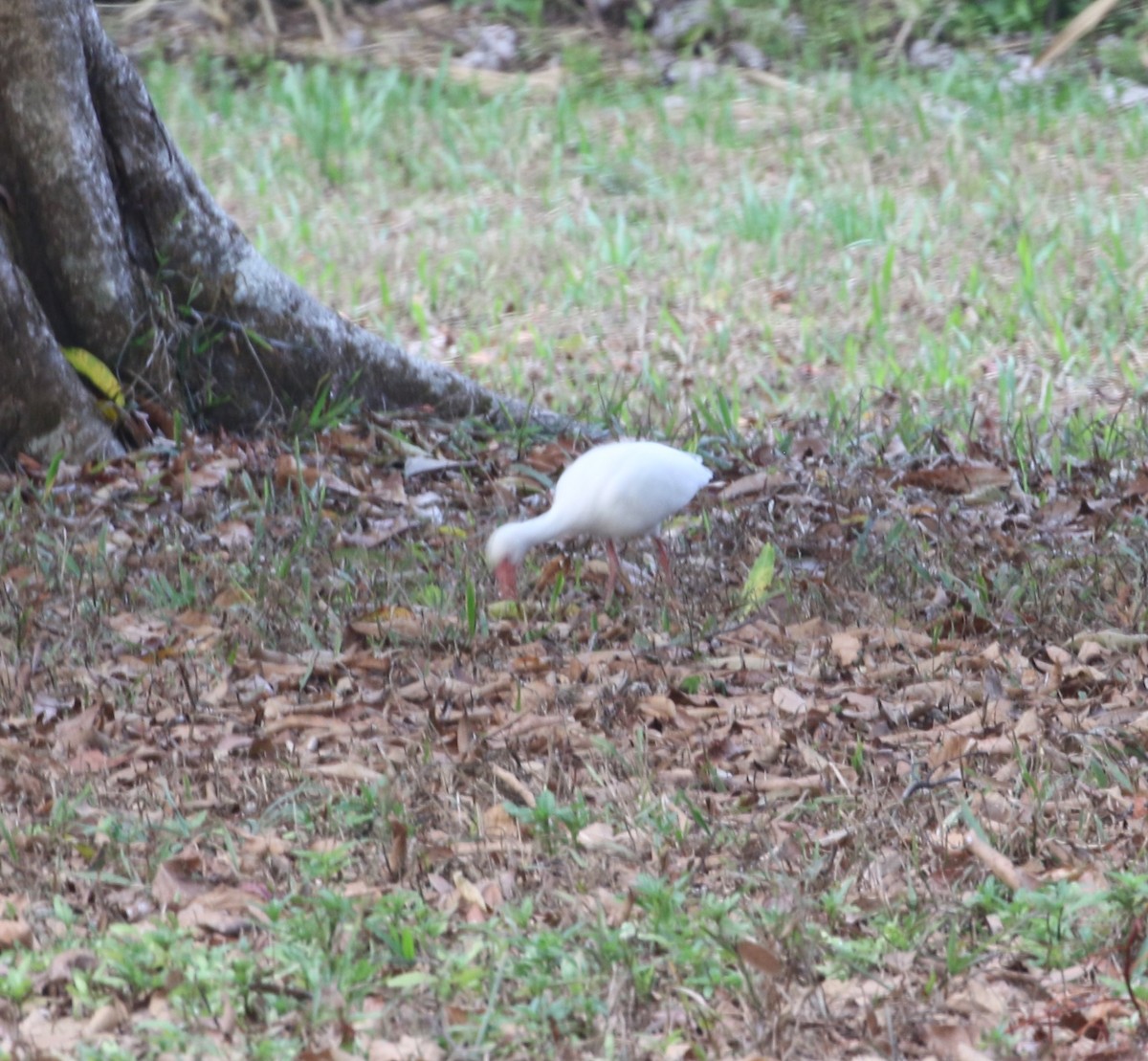 White Ibis - ML155126181