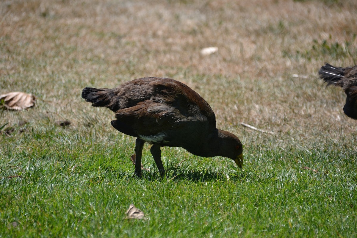 Tasmanian Nativehen - ML155127901