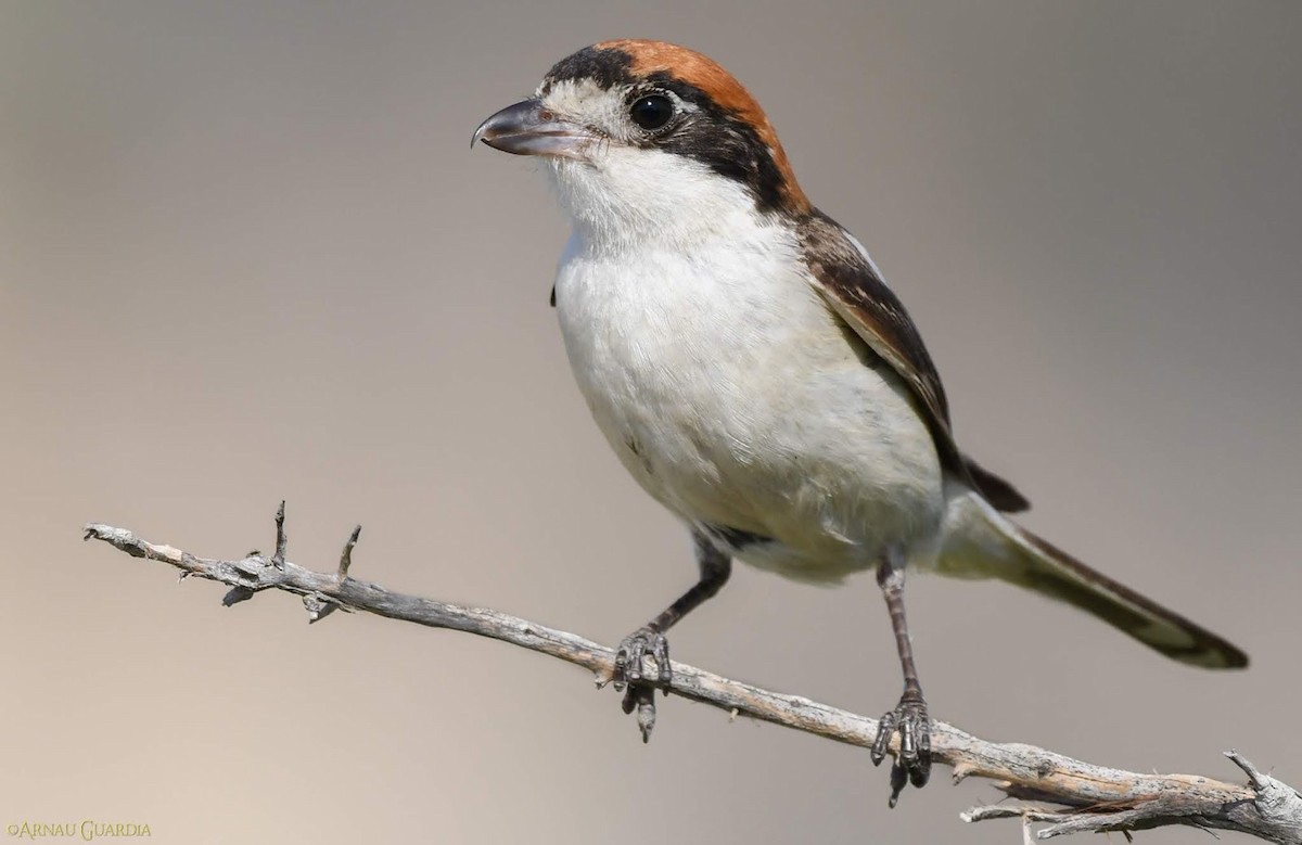 Woodchat Shrike - Arnau Guardia