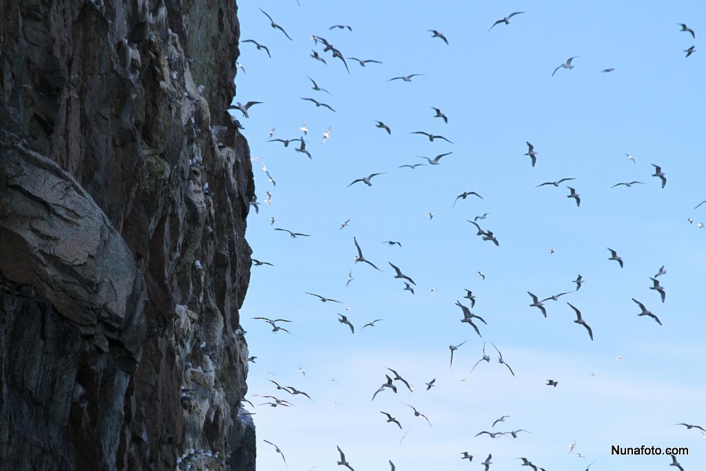 Black-legged Kittiwake - ML155128541