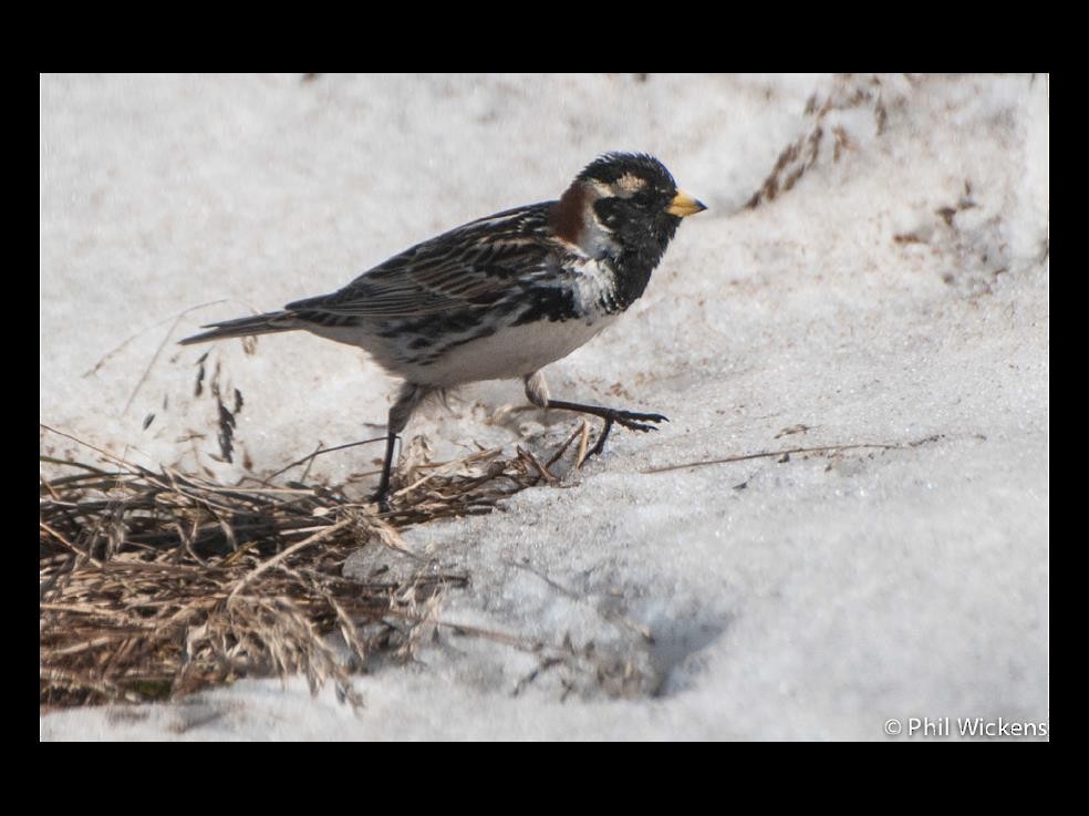 Lapland Longspur - ML155128611