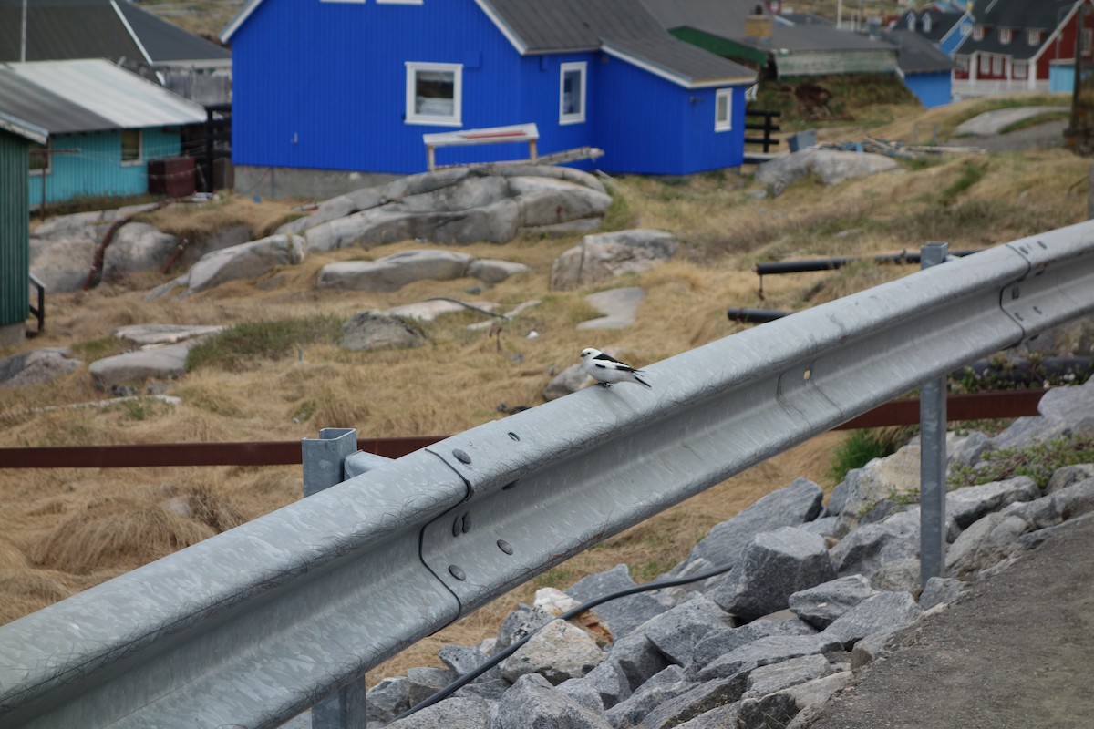 Snow Bunting - ML155128681