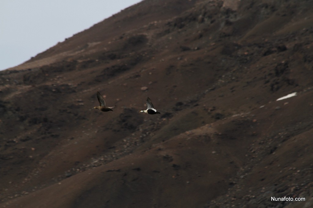 Common Eider - ML155128891