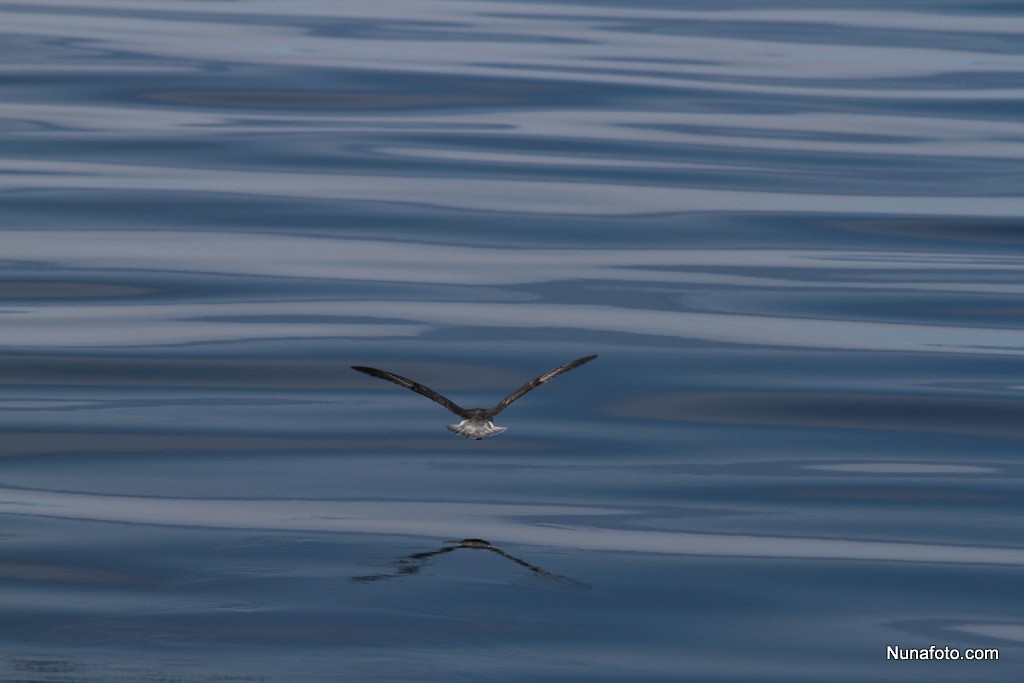 Northern Fulmar - ML155128991
