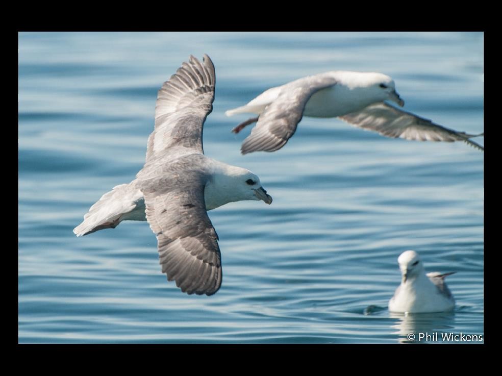 Northern Fulmar - ML155129011