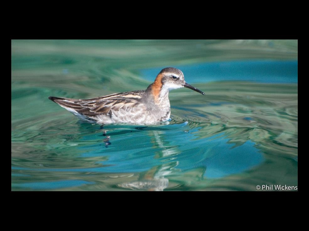 Red-necked Phalarope - ML155129221
