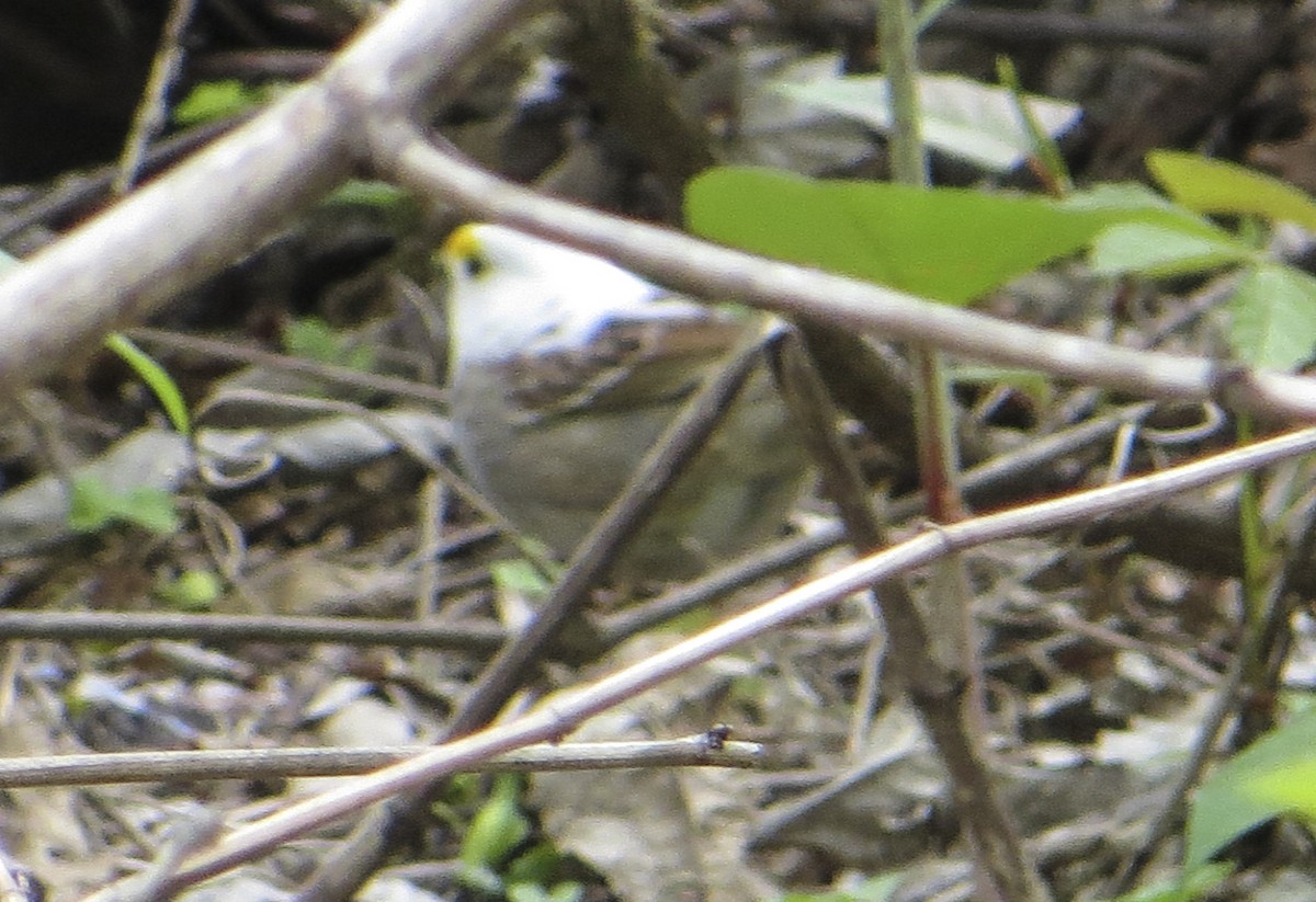 White-throated Sparrow - ML155129931