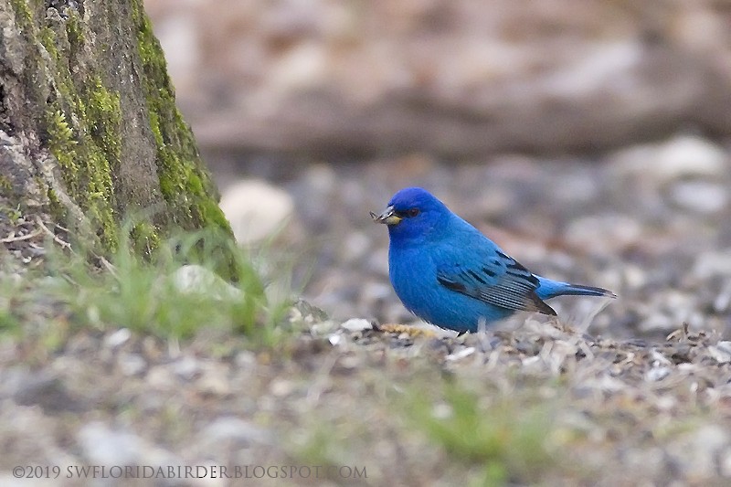 Indigo Bunting - ML155129971