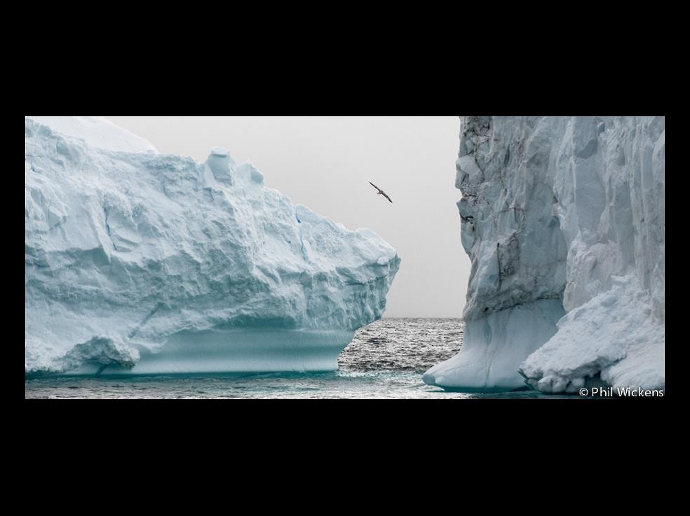 White-tailed Eagle - ML155130151