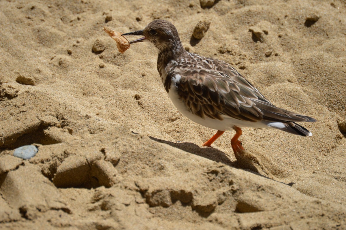 Ruddy Turnstone - ML155132891