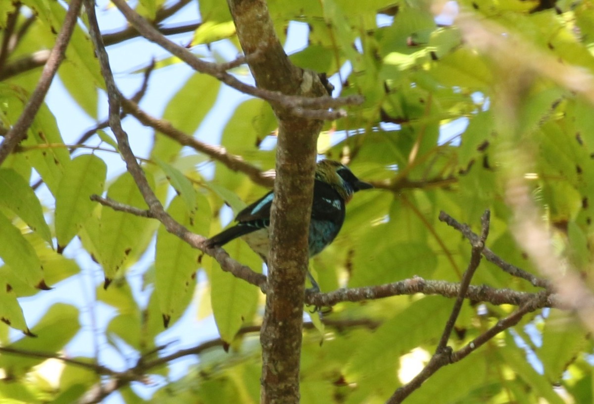 Golden-hooded Tanager - ML155133021