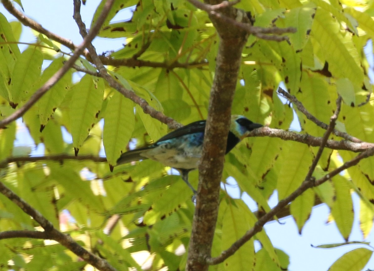 Golden-hooded Tanager - ML155133031