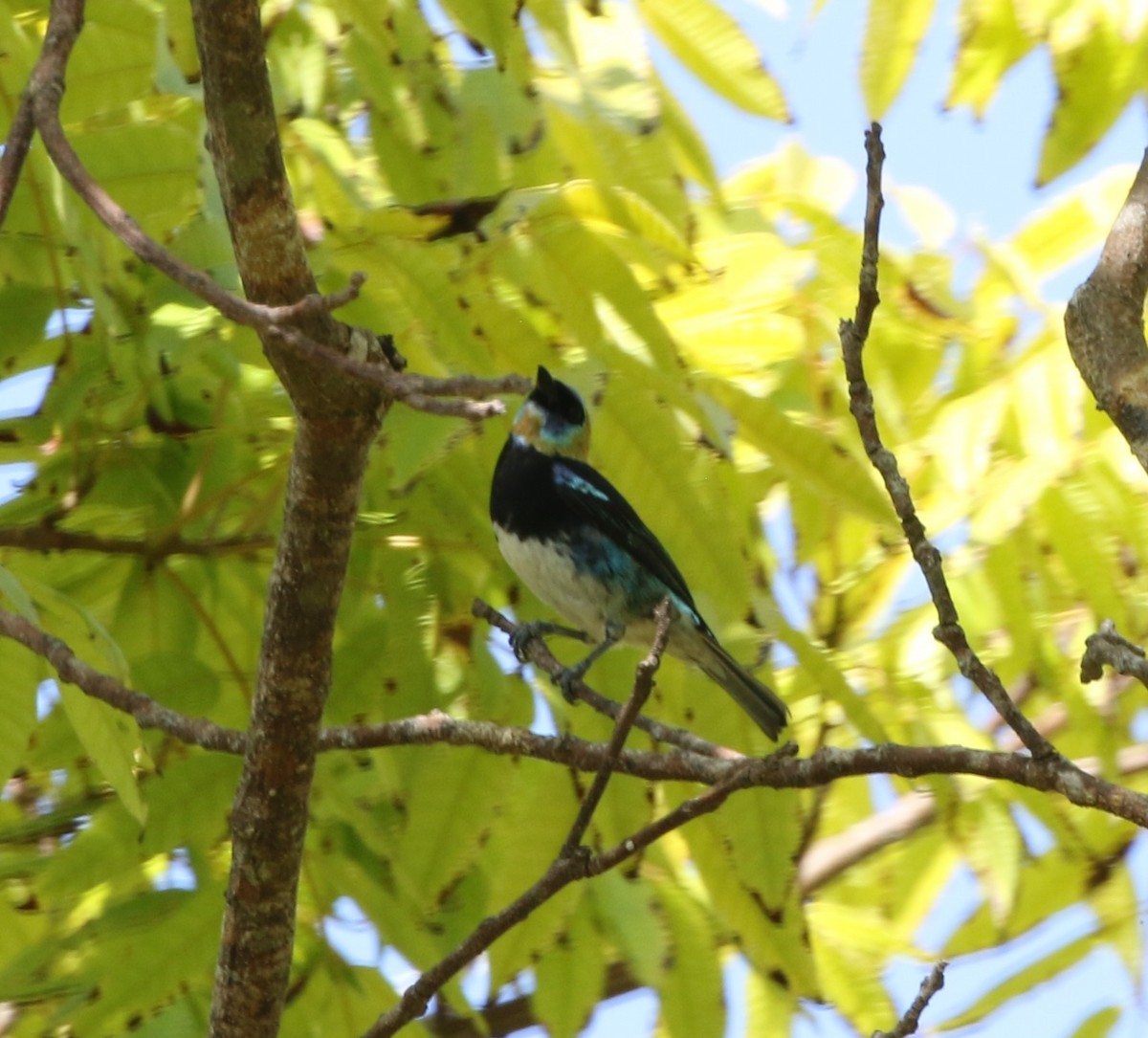 Golden-hooded Tanager - ML155133041