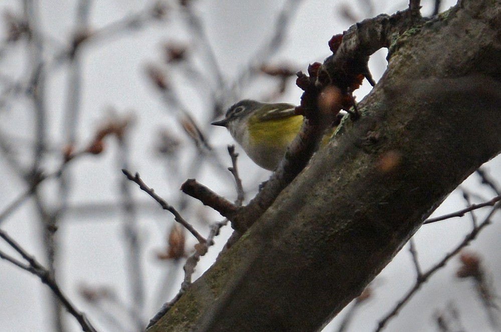 Blue-headed Vireo - ML155134531