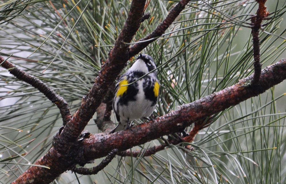 Yellow-rumped Warbler - Dick Horsey