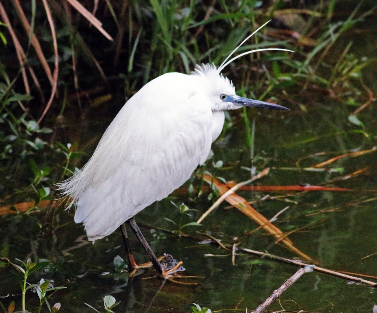 Little Egret - ML155134831