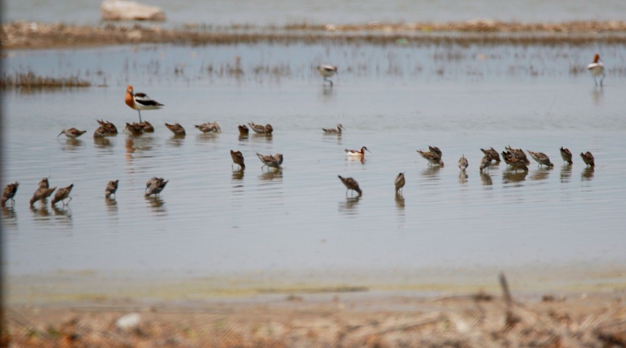 hvithalesvømmesnipe - ML155134861