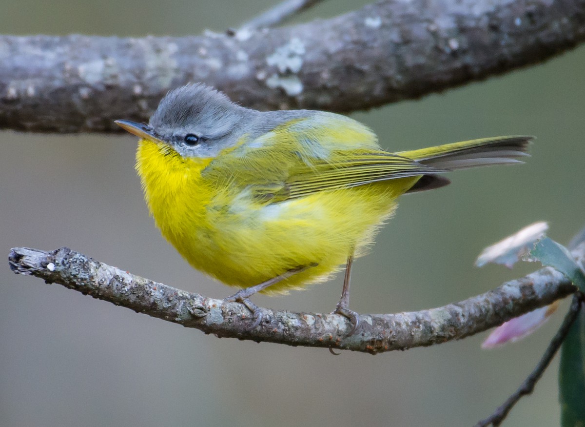 Gray-hooded Warbler - ML155135151