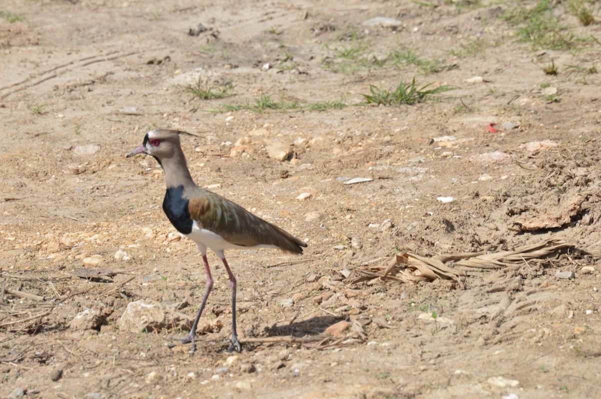 Southern Lapwing - ML155136311