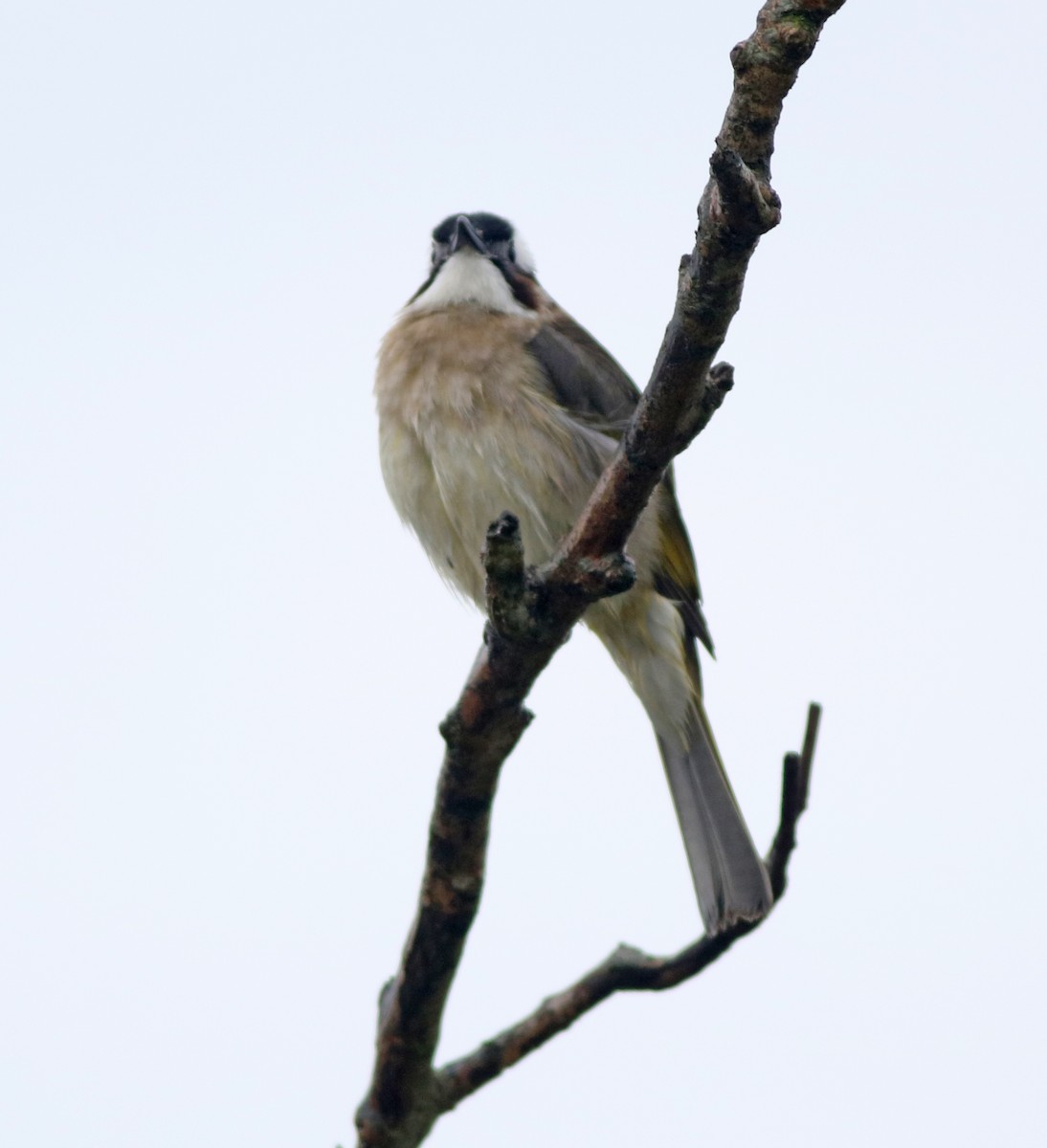 Light-vented Bulbul - ML155138261