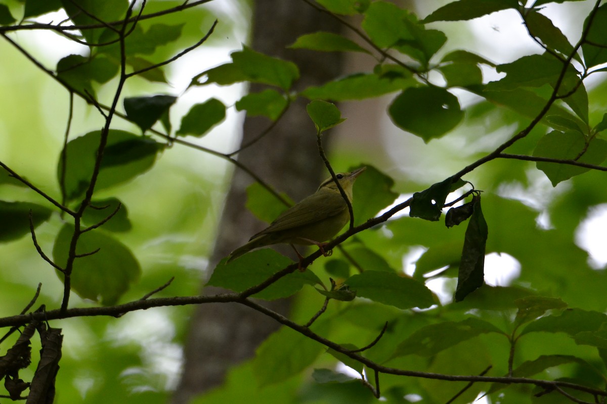 Paruline vermivore - ML155139771