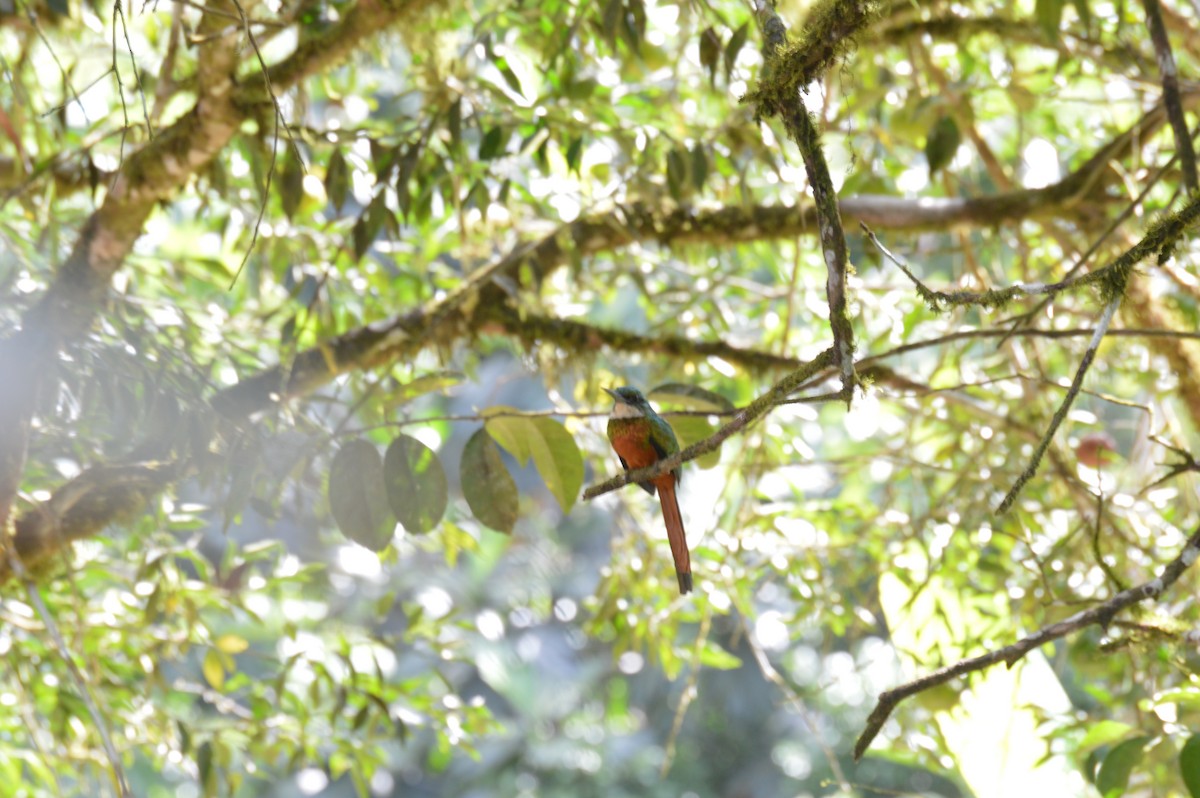 Rufous-tailed Jacamar - Lenny Goldstein