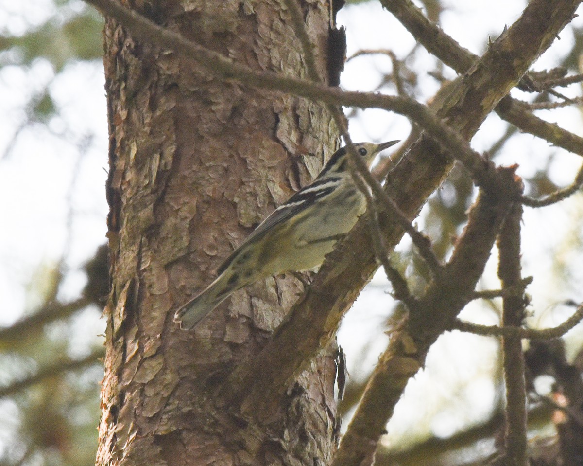 Black-and-white Warbler - ML155140641